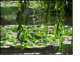 Giverny